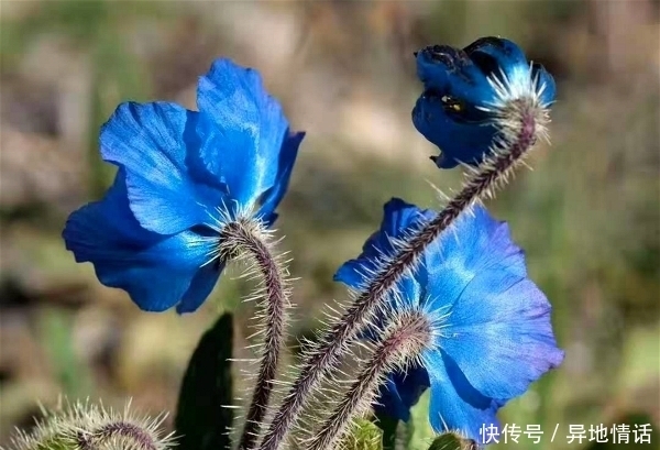 1种花，比“天山雪莲”还珍贵，遇见就是幸运