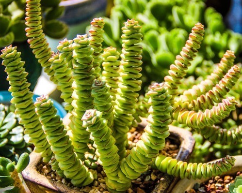 小珠子|这些多肉可以吊起来养,超级好养活,放在阳台上养如瀑布般绚丽