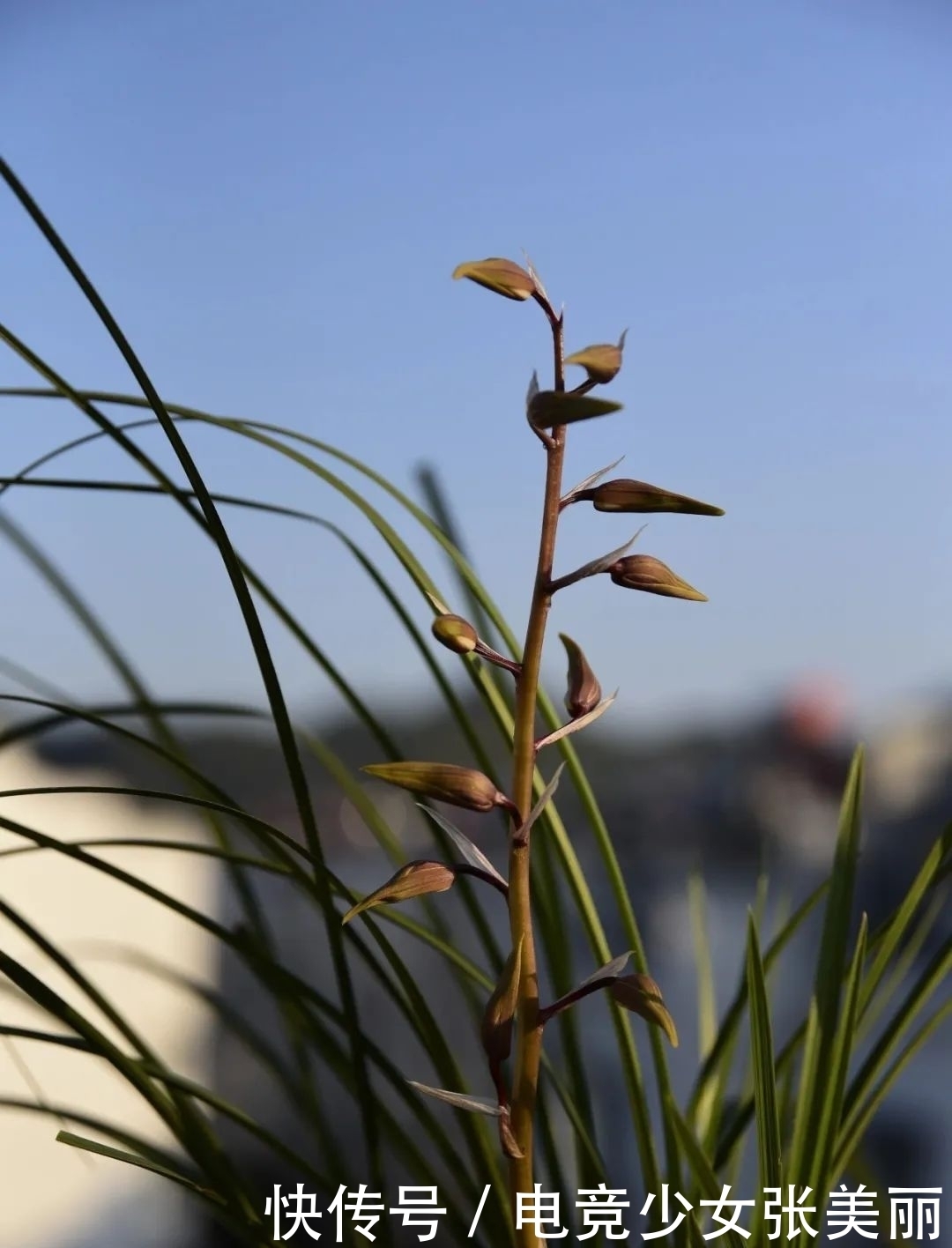 兰花花蕾掉了是什么原因?这三种情况最多见,蕙兰更要注意