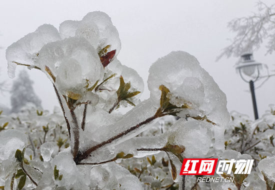 天子山|张家界景区天子山：雨雪迎新春 冰挂晶莹剔透（组图）