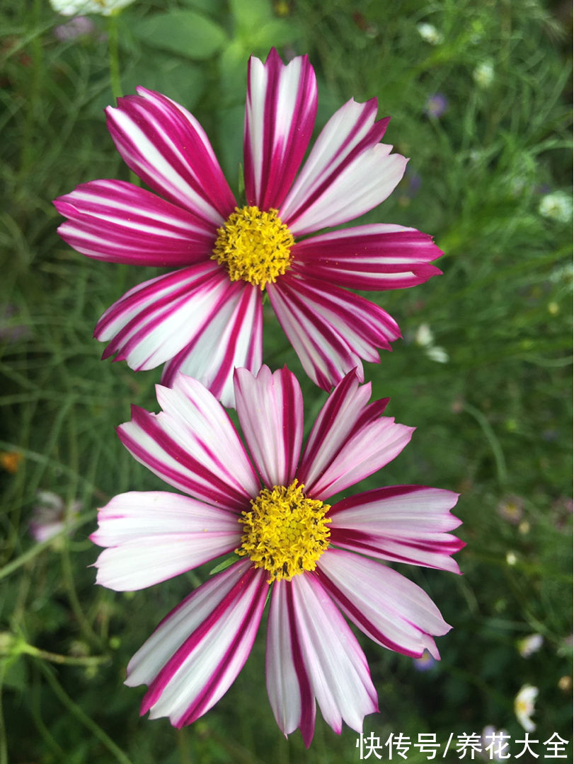 春天适合播种的8种花,撒完种3天冒芽,一个月就开花