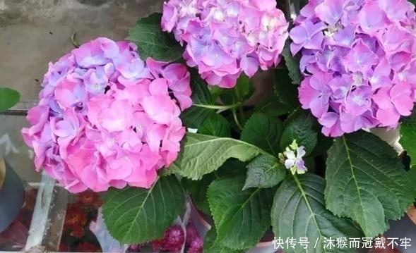 浇花、晒太阳、施肥,别犯这些臭毛病,不然啥花都养不好