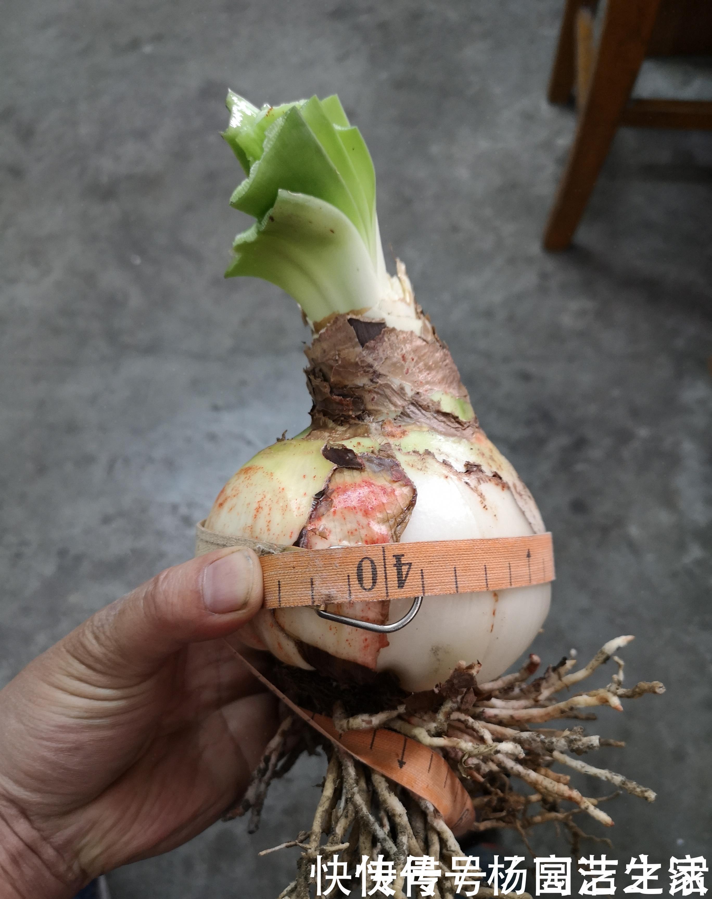 朱顶红|此花是世界名花,花大色艳,堪比牡丹,皮实好养活,还是盆栽佳品