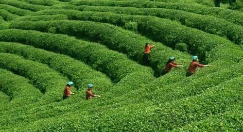 茶叶|绿茶与红茶，哪种更适合高血压患者喝，很多人不明白，喝出一身病