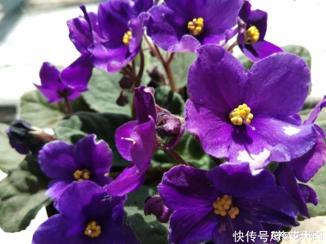  开花|开花时间PK，秋海棠第二，就没花敢称第一