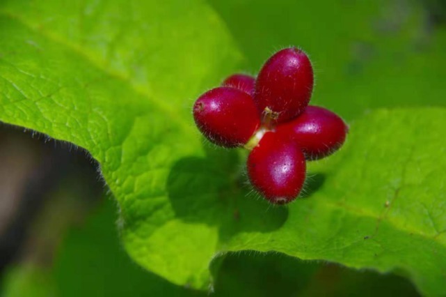 生物|杨向红镜头下的玉龙雪山奇花异草，见证了丽江生物多样性之美