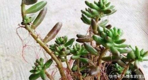多肉长出小胡须，这个“信号”不太好，老手这样处理多肉不受影响！