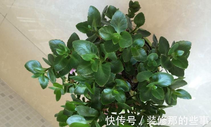休眠期|夏季长寿花要休眠,但出现这些情况,一忽视就只能收获空盆