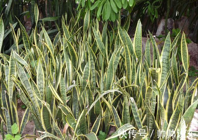 湿布|虎皮兰最怕“三种水”,室内养护需避开,憋出小崽,绽放层叠群兰