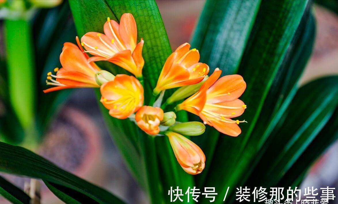 君子兰|适合客厅养的“4种花”，少晒太阳、少浇水，开花越旺“人也旺”