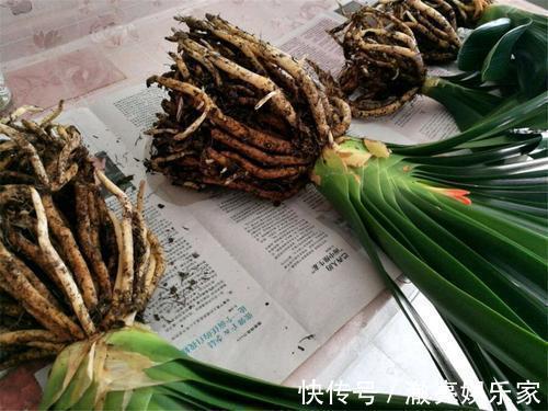花儿|夏季到，往君子兰盆里加点特制水，花儿呼呼开满盆