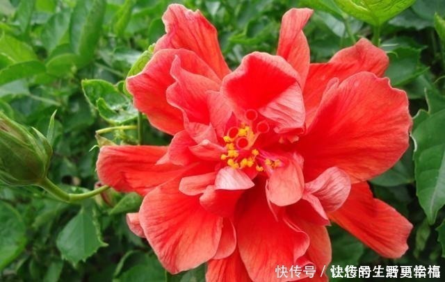 卵形|世界十大花期最长的花,全年都开的花有哪些什么花的赏花期最长!