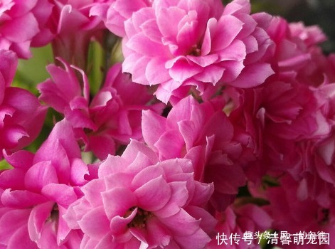 家养长寿花总是不开花学会这三个小技巧,轻松花开爆满盆