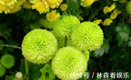花期|养菊花不如养一盆“绿菊花”,花期长达120天,年年开花惊艳动人