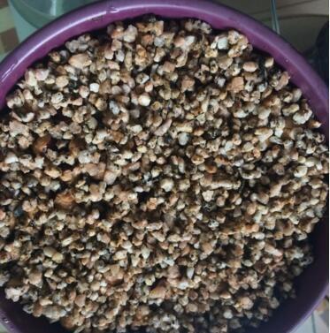 发芽|吃水果时挖一勺子,洗洗扔盆里,20天发芽成盆栽,结的果子吃不完