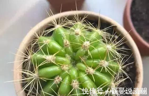 叶片|家里这几种花，哪怕干得“打蔫”，也不要往叶子喷水，否则只剩下花盆