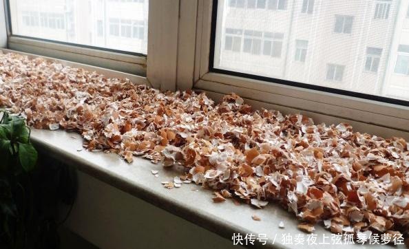 鸡蛋壳是宝贝,养花达人都在用,做成花肥养花,还能杀虫灭菌