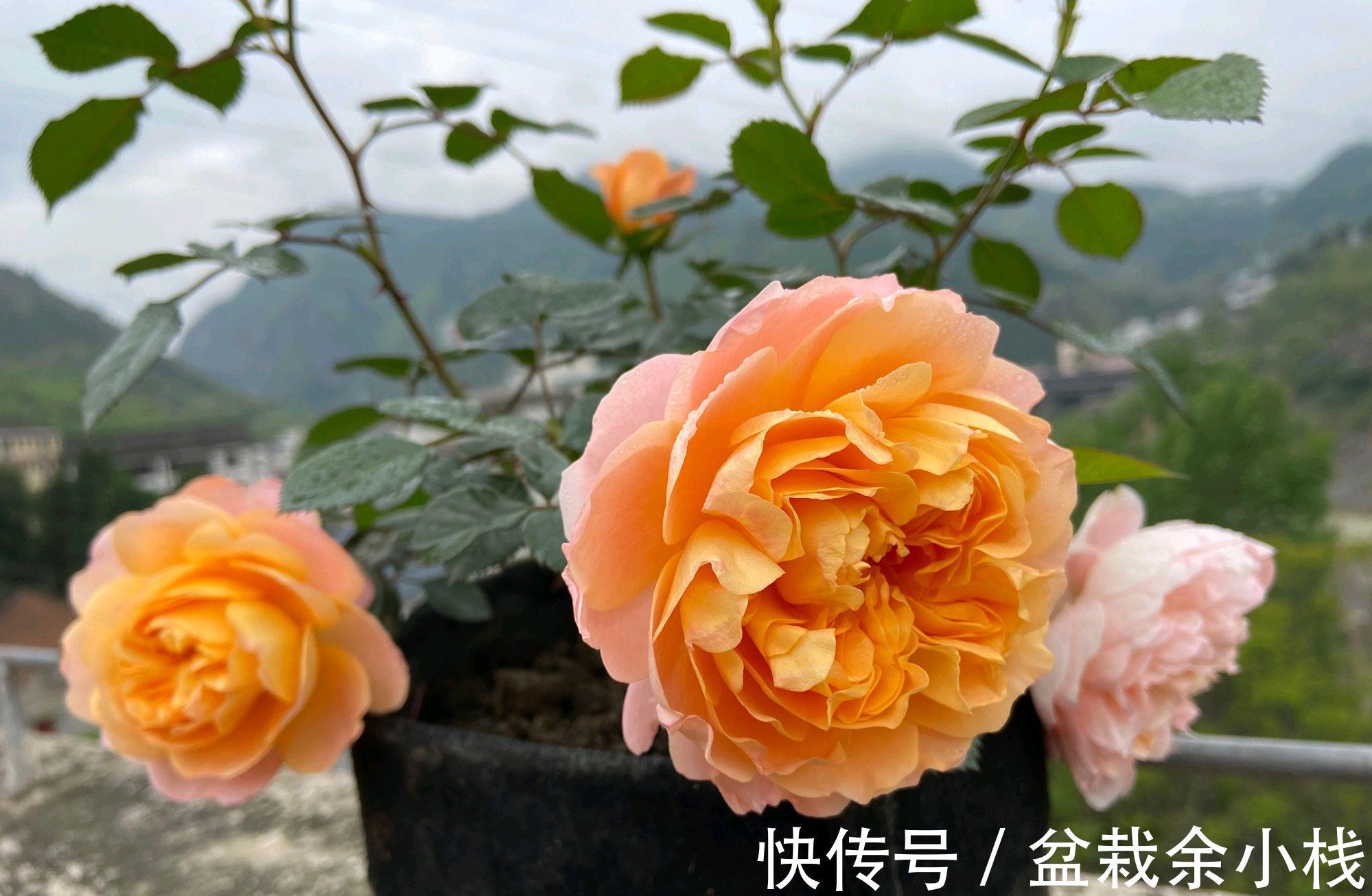 顶芽|果汁月季长了3个底芽,月季的顶芽需要抹掉吗?