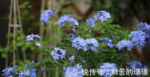 花卉|这种盆栽花卉美丽又高雅,花型简单而又美艳,是易爆盆的盆栽佳品