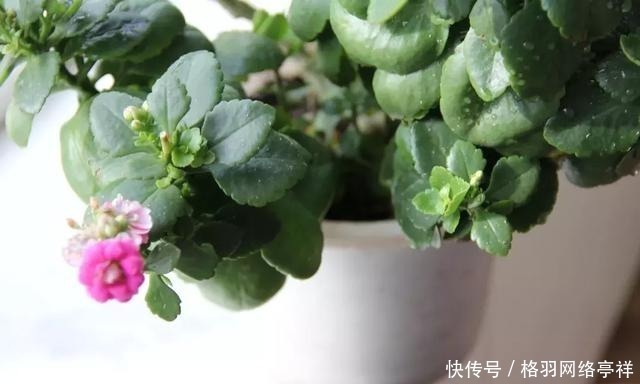 白虱粉|家里养花,生了这个世界性害虫,太难治,一招教你轻松根除白虱粉