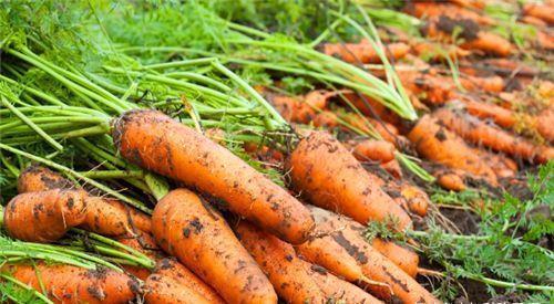 洋姜|40岁女性多吃3种食物,美容养颜,滋润皮肤,好处多多!