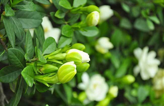 秋枝|栀子花三天两头黄叶,注意5点,叶子绿出油,花开拳头大!