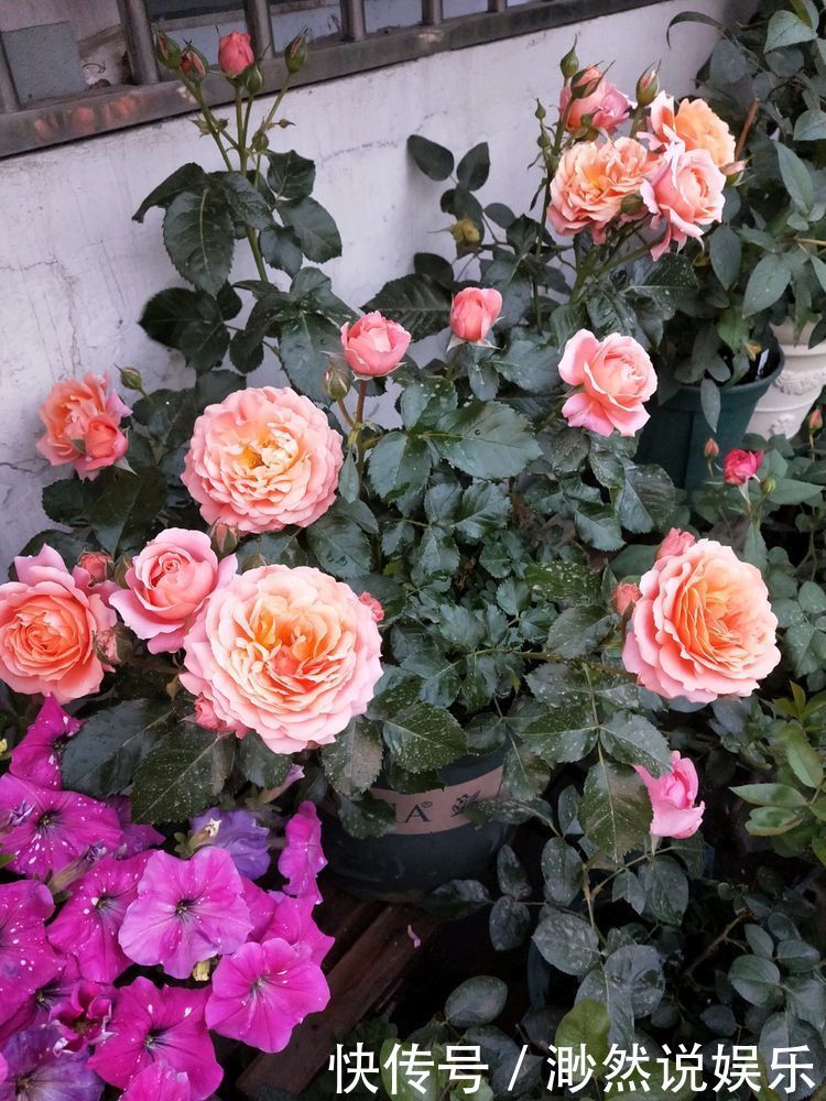 盆栽|“玫瑰珍品”土星王阳台，丰腴婀娜，花色温馨，堪称养花必备