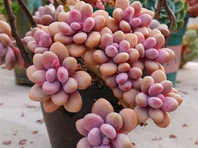 多肉贵货自己也能养出来找对方法，花些时间，养出贵货不太难