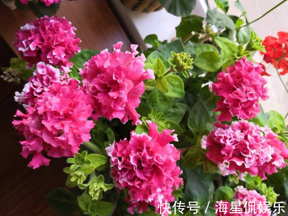 强健|新手养花选这种,好养易活,花美似牡丹,全年开花不停,值得入手