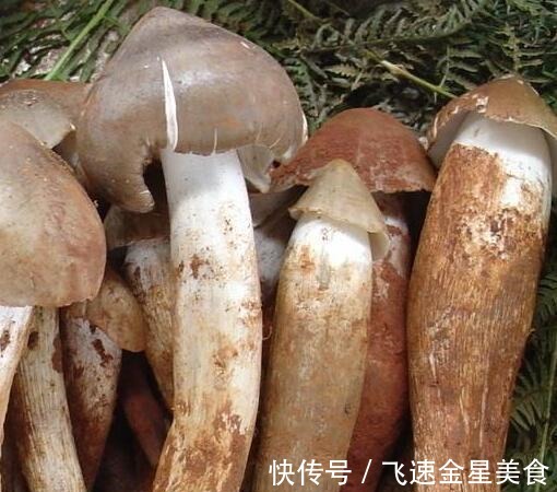 玉米|云南一玉米地长出几十窝鸡纵菌,什么环境适合鸡纵菌的生长呢!