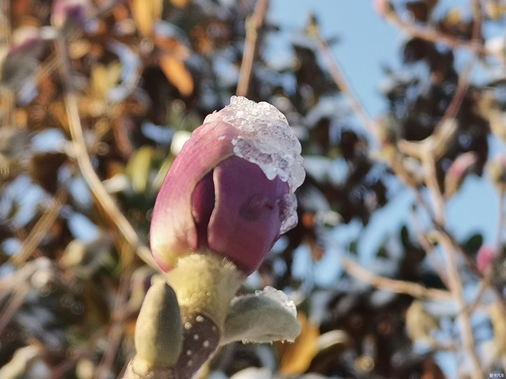 老年|【爱卡踏青季】踏雪寻梅