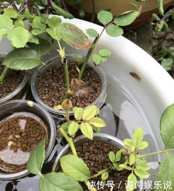 高春|扦插月季不生根黑杆用这种“神奇土”,10天生根,成活率高