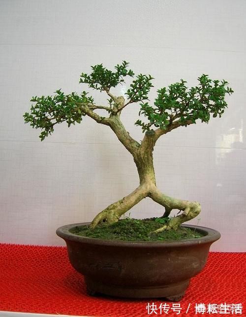 大树|几年前别人送的盆景，让父母养成大树了，现在想把它养回盆景，可以吗？该怎么做呢？