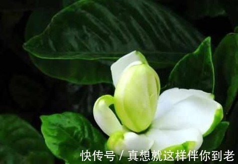 养花高手用一勺白糖,就能养出一片花海,其实我们也可以