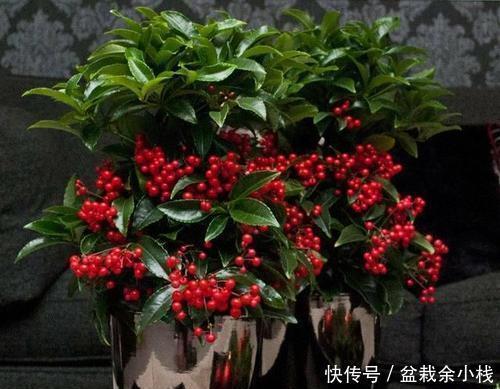 盆栽|3种盆栽,再贵也要养一盆,树上挂满红果子,寓意吉祥又好养