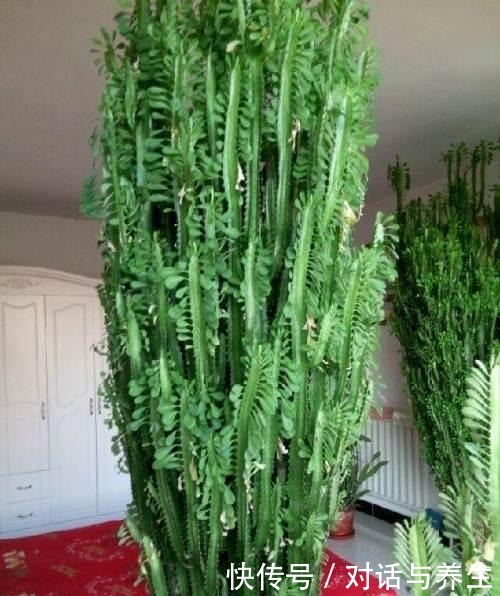 1种花,能养到2米高,人称“镇宅花”,养1盆寓意好,我就养了!