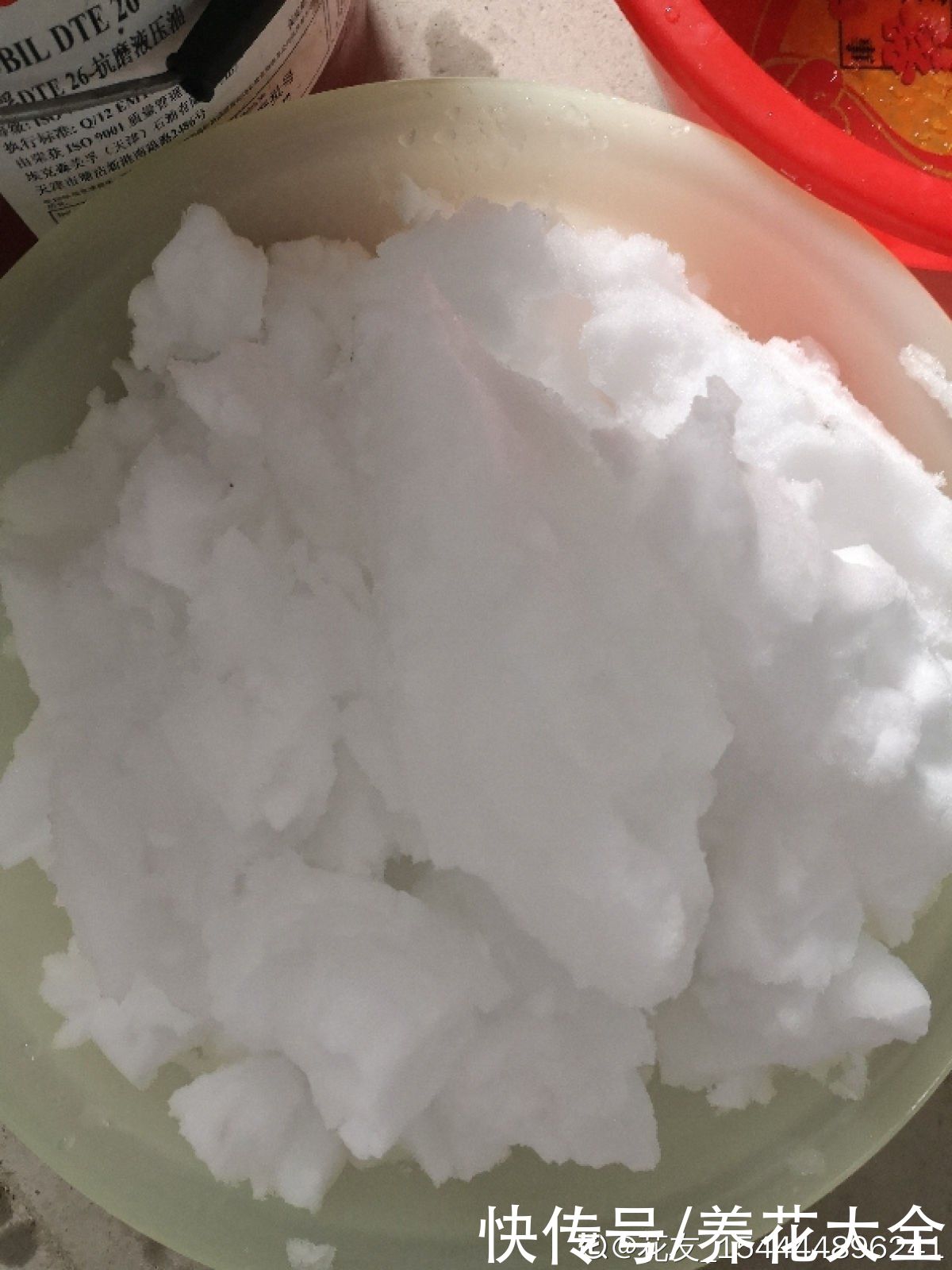 雪水养花效果好，花越开越多，植株壮得像小树