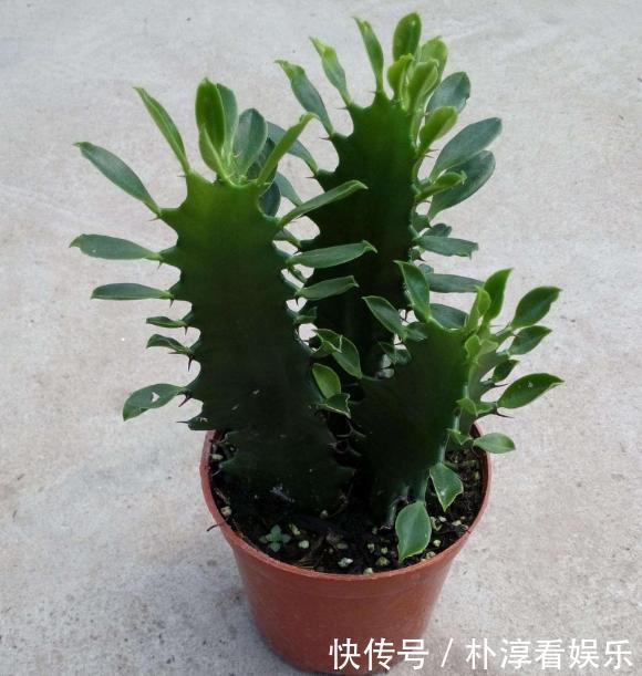 健康|“青龙骨”养得像假花做好3个要点，就能生长健康，快速爆盆