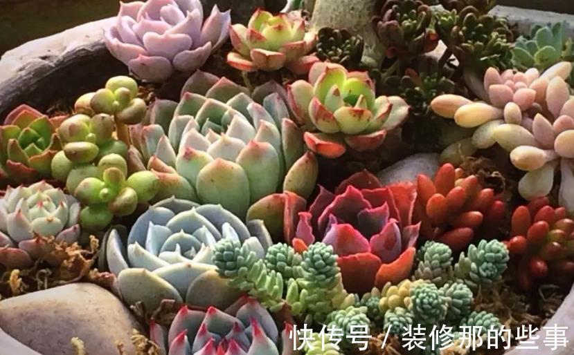 老花匠们|多肉长得好或坏,有很多原因,这3条因素占了一大半