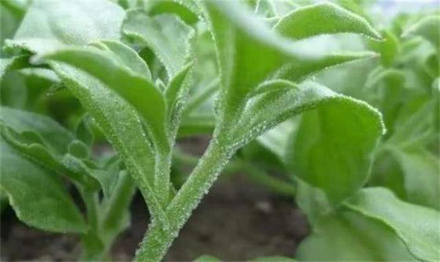 低热量|人到中年想长寿,3种食物可常吃,补充营养,健脑益智,延缓衰老