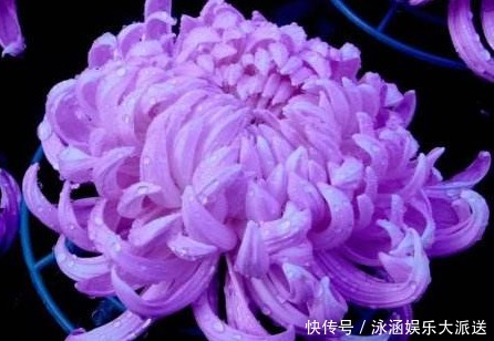 大色|忘了翠菊！养盆“菊花贵族”，花大色艳胜牡丹，好养易活，开90天