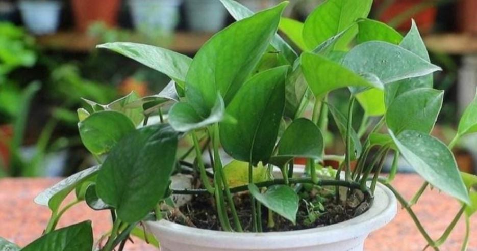 把握住这5个技巧，小叶绿萝变大叶绿萝不是梦，茎长得更长