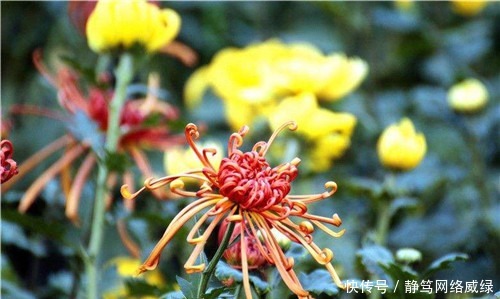 上联|王安石为教训苏轼出一上联,看似平淡却成千古绝对,至今仍未对出