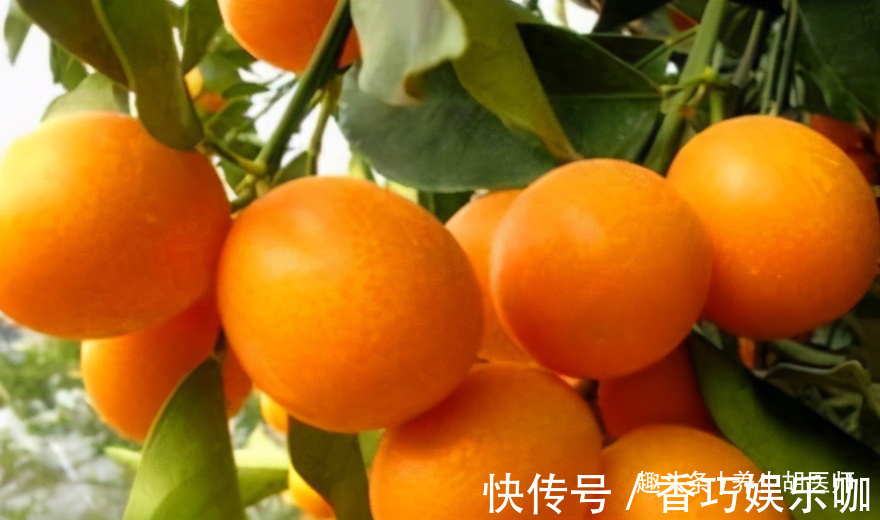 白刺果|女性不想长满皱纹,要多吃三种食物,排毒养颜,有益健康!