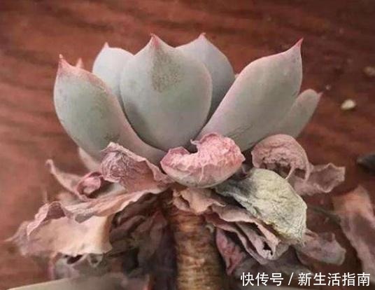 多肉植物枯叶一般是3个原因,第1个清理有惊喜,另外要注意3点!
