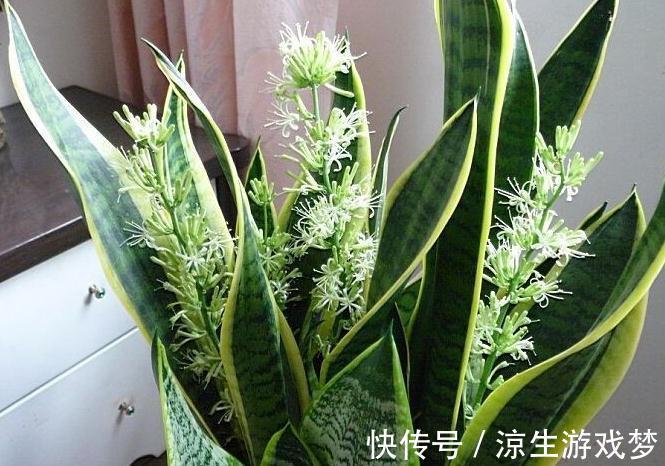 虎皮兰叶片发软,萎蔫躲不过4种情况,你做对了吗看看吧