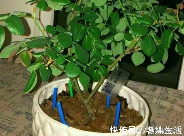 沙子|盆里埋点它,小虫子全没了,花越长越茂盛!