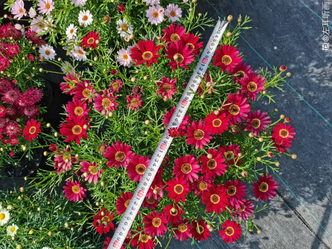 蓝目菊|蓝雪花妥妥的开花机器,花量大、花期长,让人不得不爱