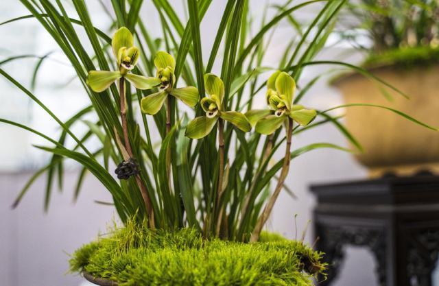 养兰花,浇水是关键,学会这“3招”,不烂根、不黄叶,轻松爆盆