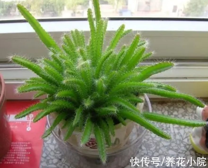 吃完水果核不要扔,剥出种子,简单几步养成小盆栽